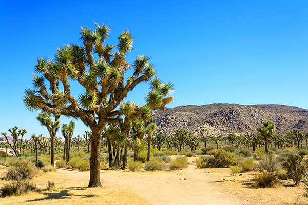 AdobeStock_223594787